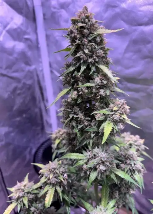 Bouncing Soul Auto