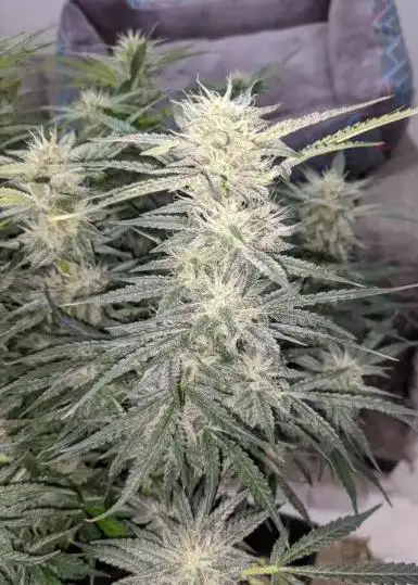 Chem Candy F3 Auto