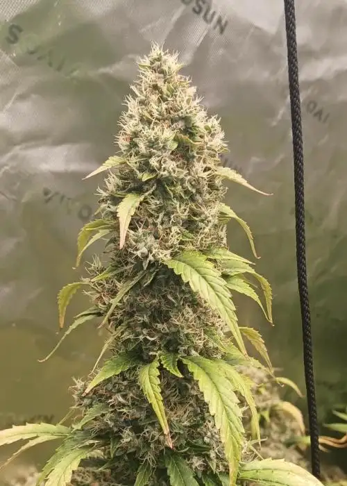 Cocoa Chem F3 Auto