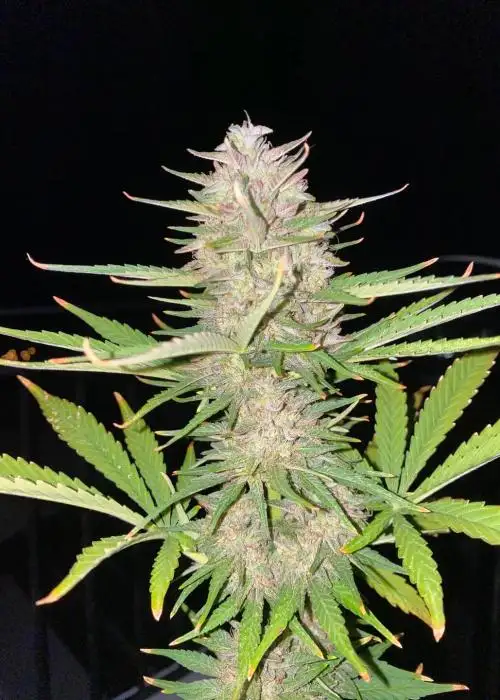 Dakar Haze Auto