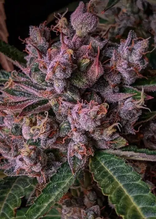 Foxy Purps