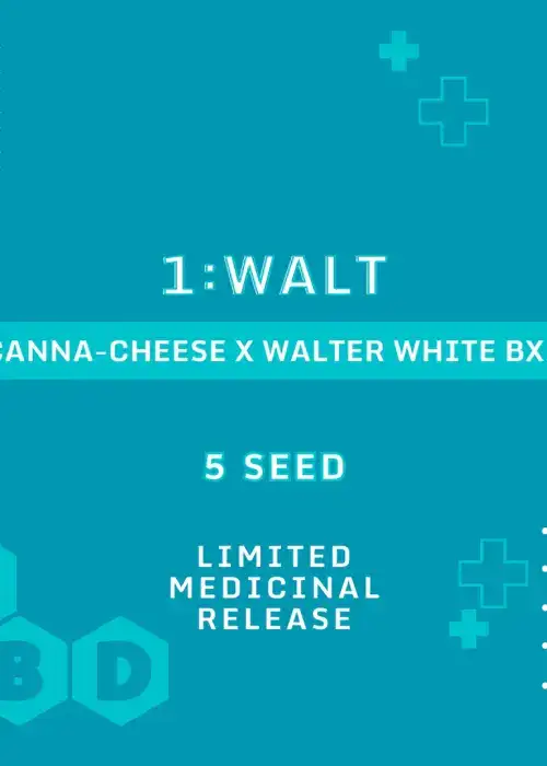 1:Walt Auto