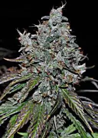 Jungle Spice