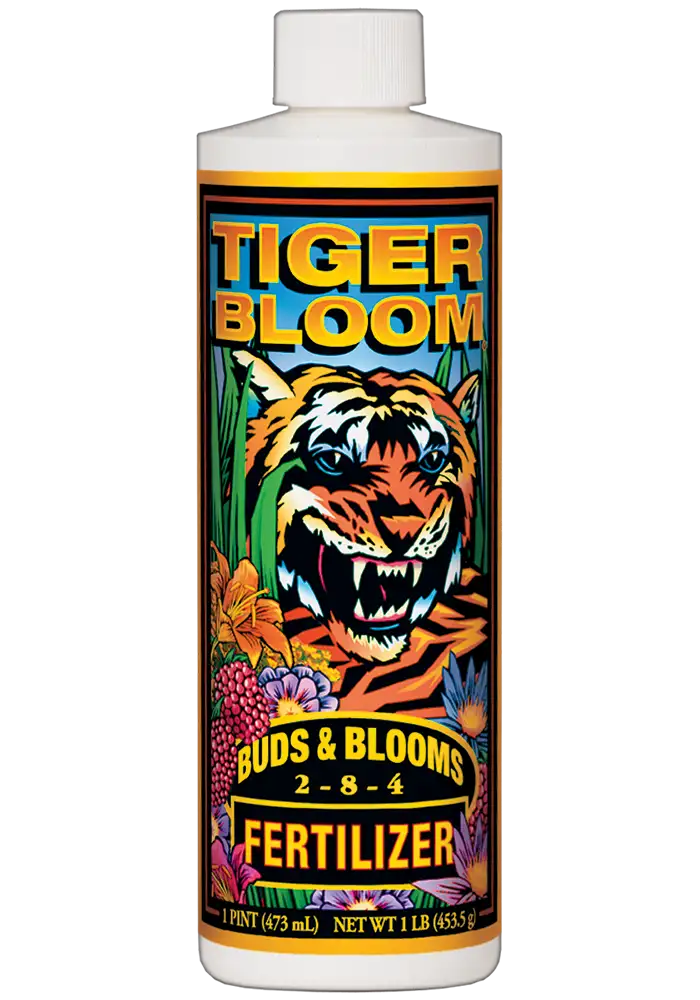 Tiger Bloom