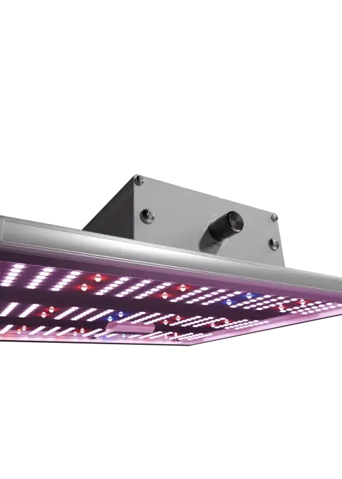 LED Force 75 W