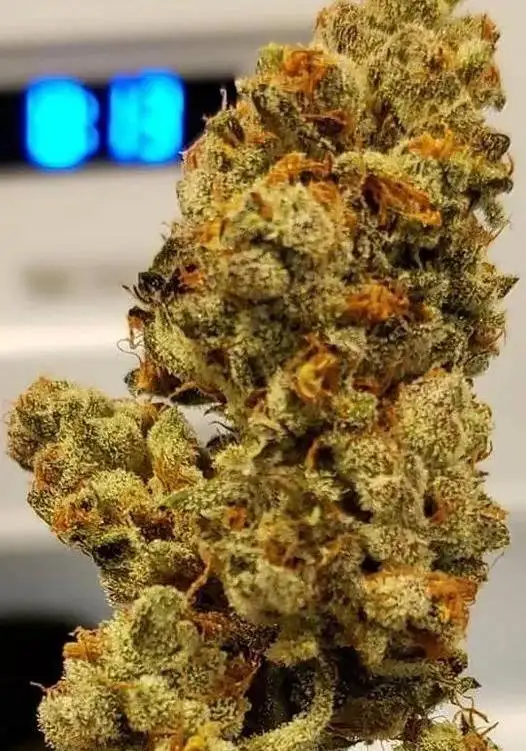 Gorilla Glue Auto