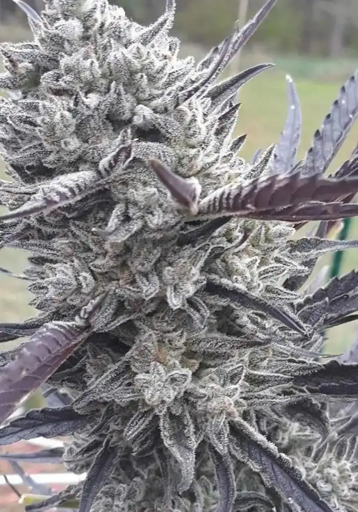 Oreoz