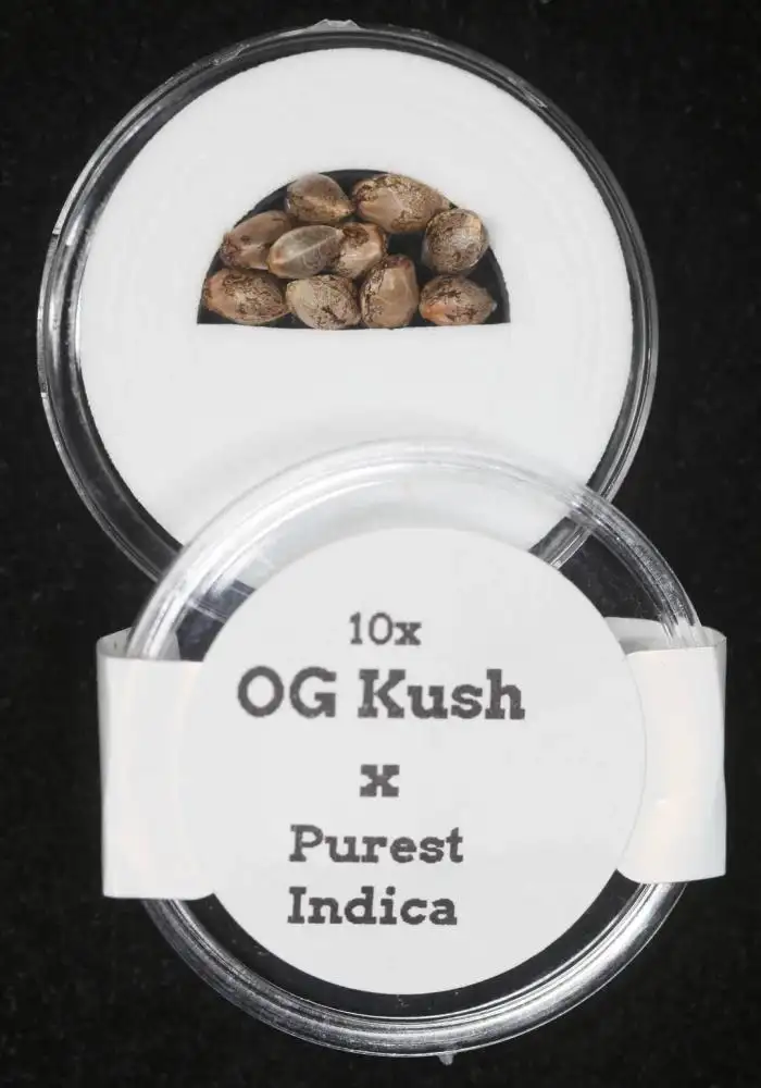 OG Kush x Purest Indica