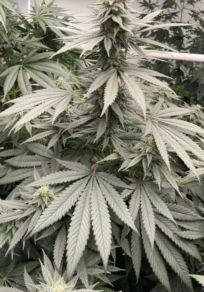Northern Lights #5 IBL