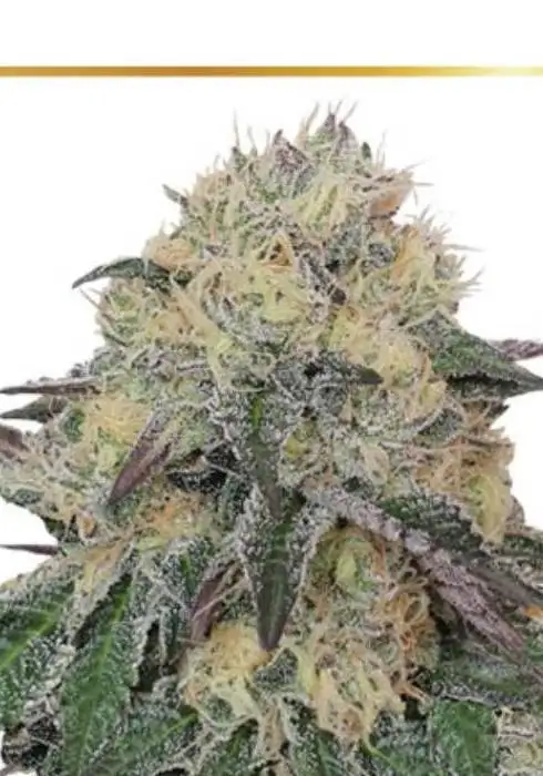 Mr. Northern OG