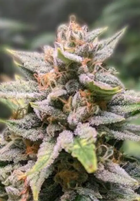 Fat Bastard Auto