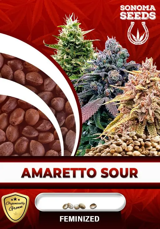 Amaretto Sour