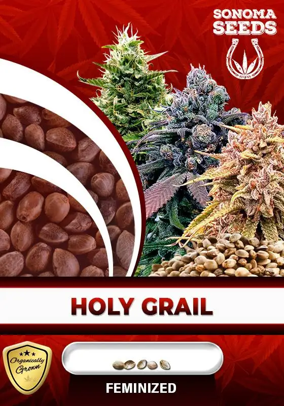 Holy Grail