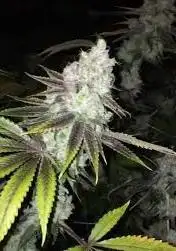 OZ Kush