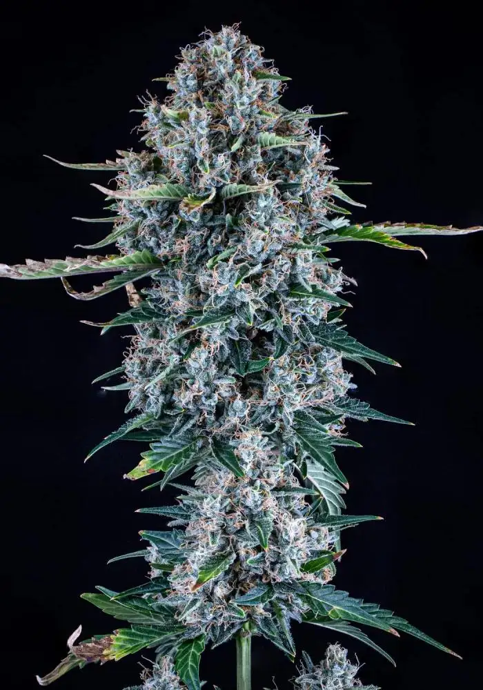 Pigletta's Purple Haze