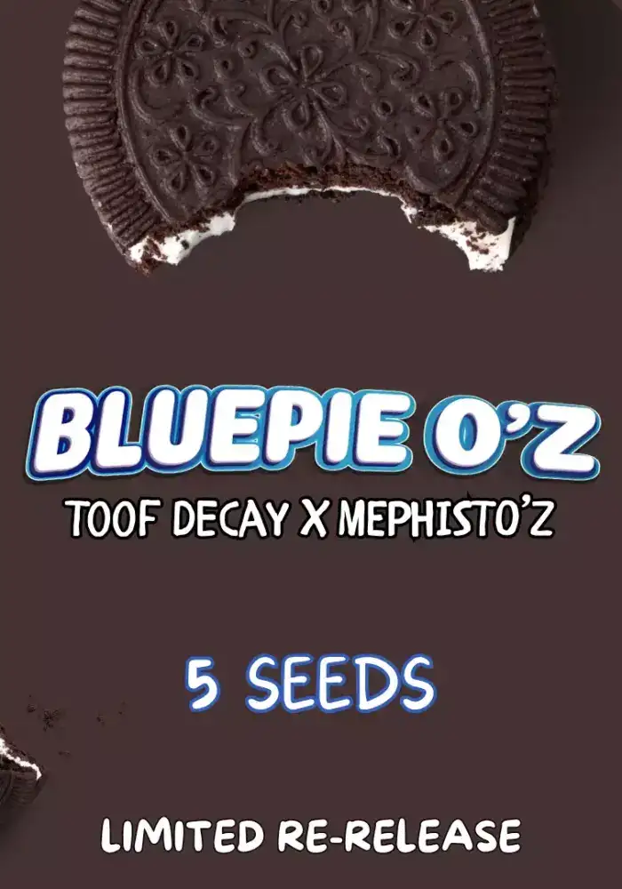 Blue Pie O'z Auto