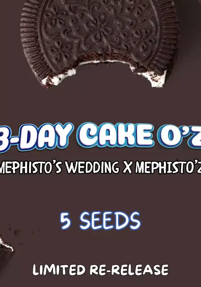 B-day Cake O'z Auto