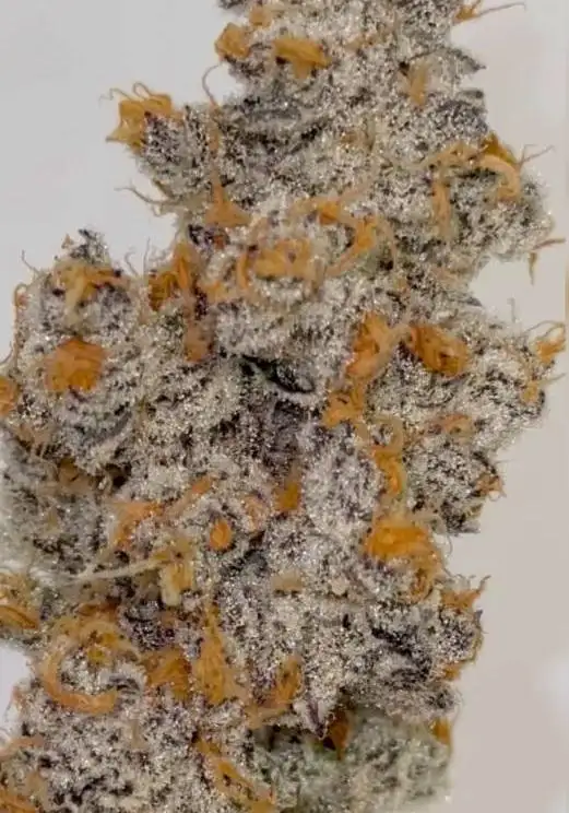 Platinum Chimera Breath