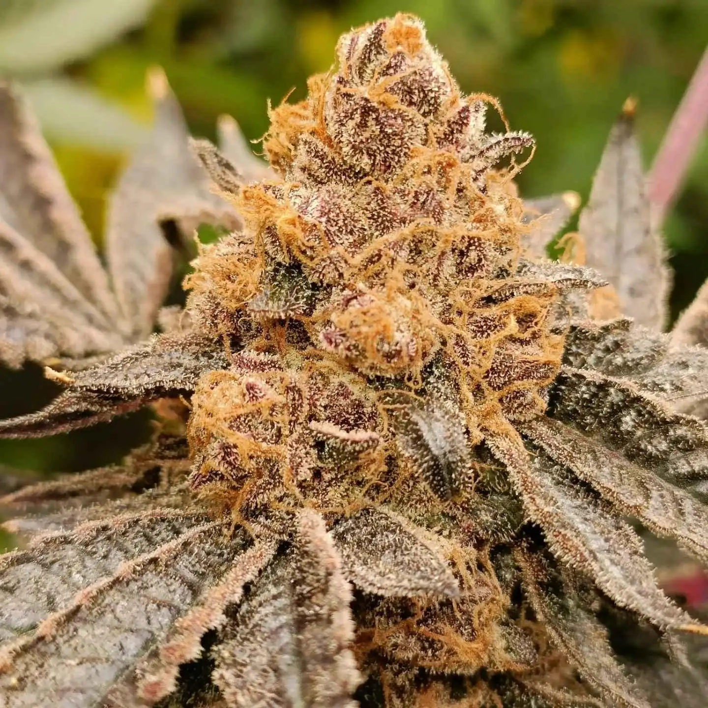 Krypto Chronic Cannabis Strain Information - GrowDiaries