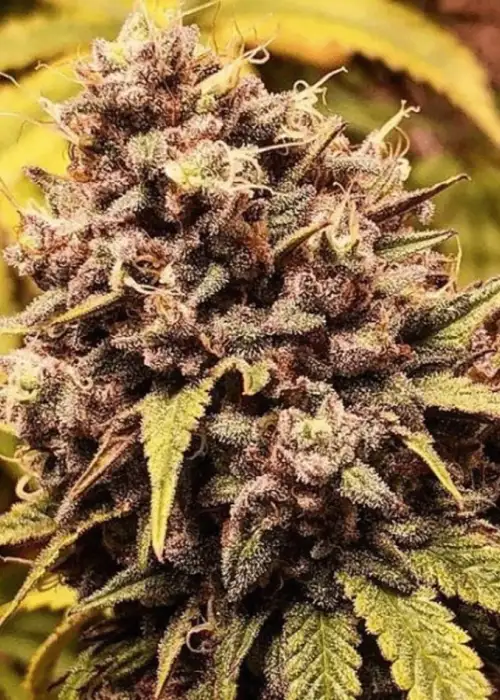 The Gozer OG