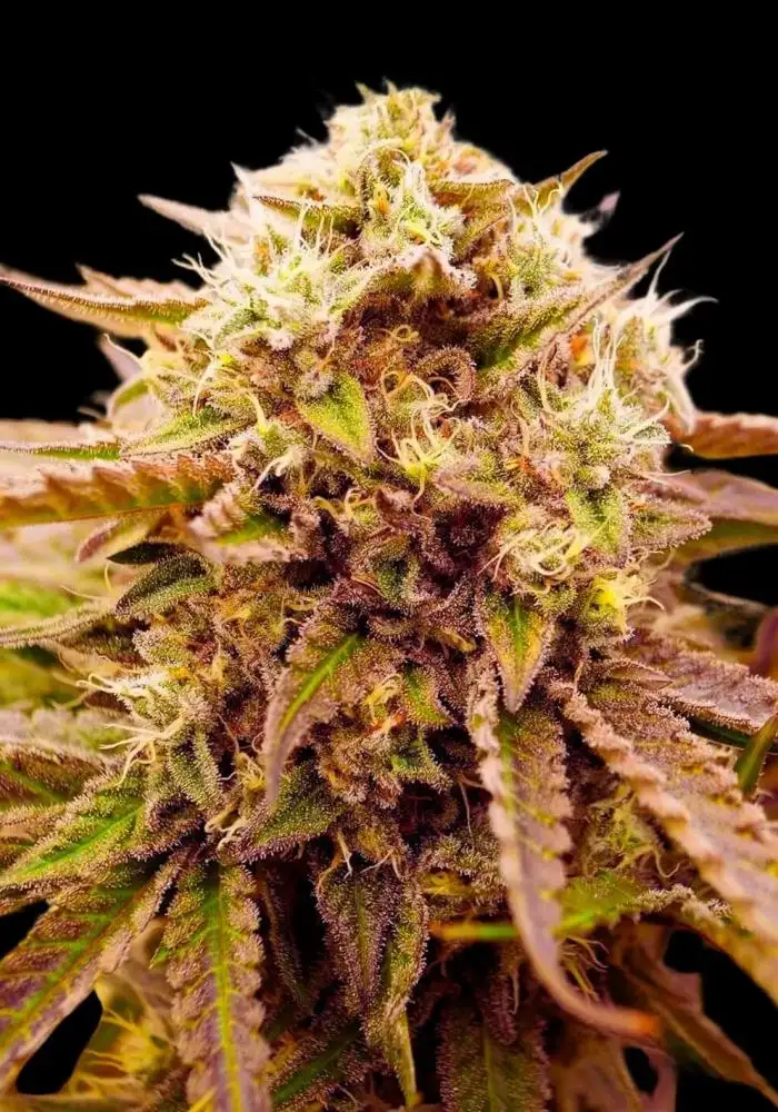 Appalachian Kush