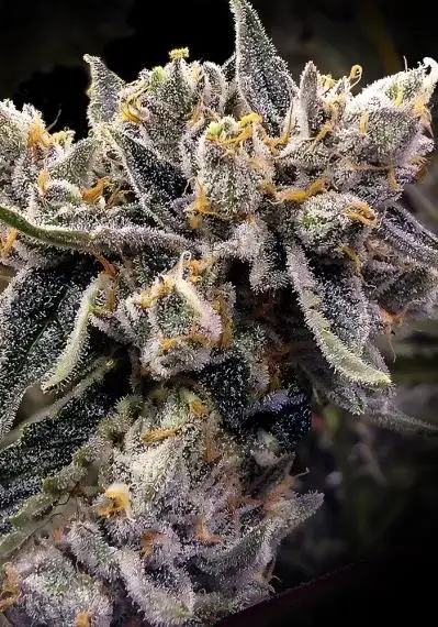 Bruised Banana 