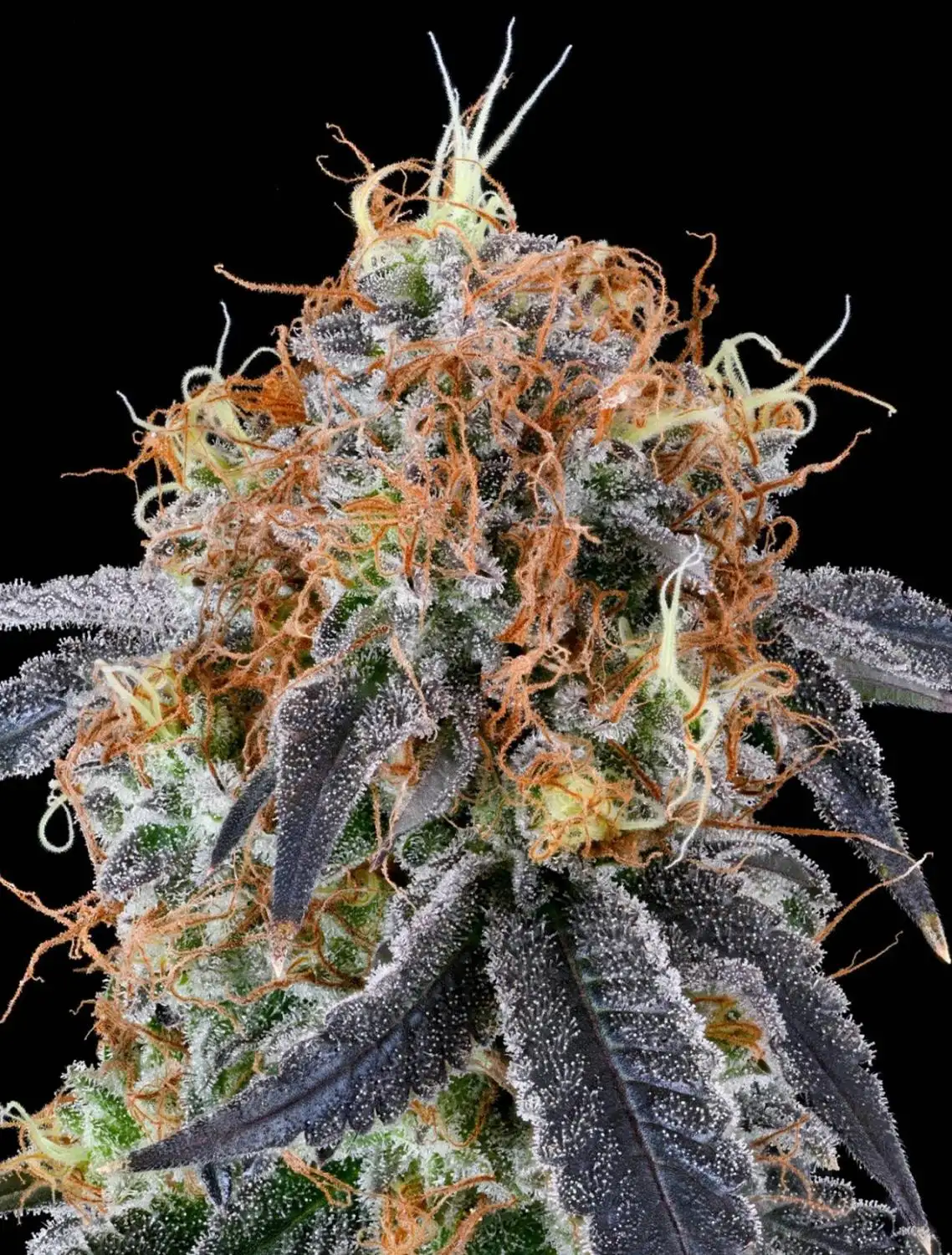Zilk Road Seeds by Grounded Genetics - GrowDiaries