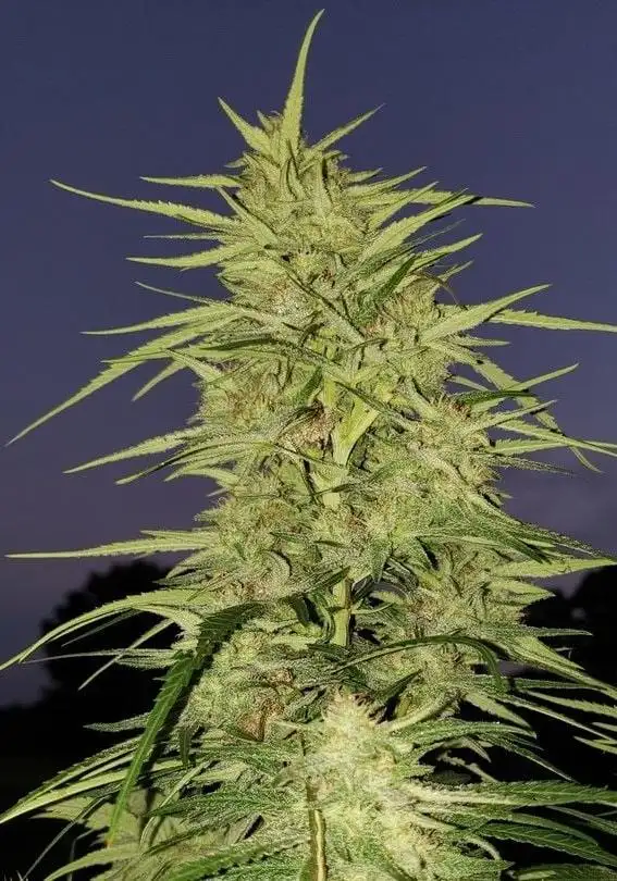 Blue Dream
