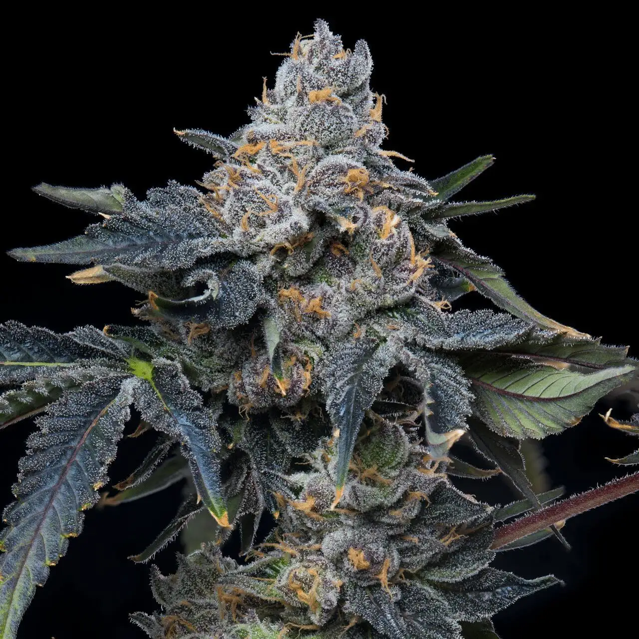 グレープページ Grape Z x Hollywood Seeds by Cookies Seed Bank - GrowDiar