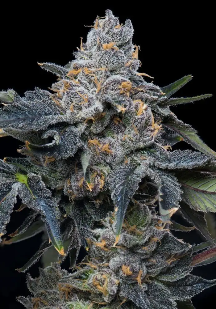 Grape Z x Hollywood Seeds by Cookies Seed Bank - GrowDiar