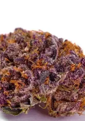 Purple Stardawg