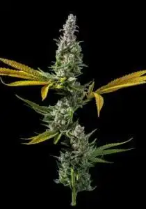 Strawberry Banana