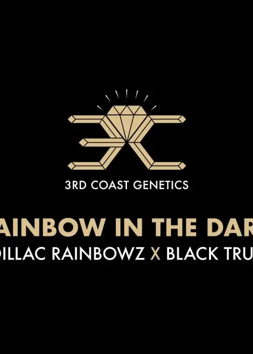 Rainbow In The Dark