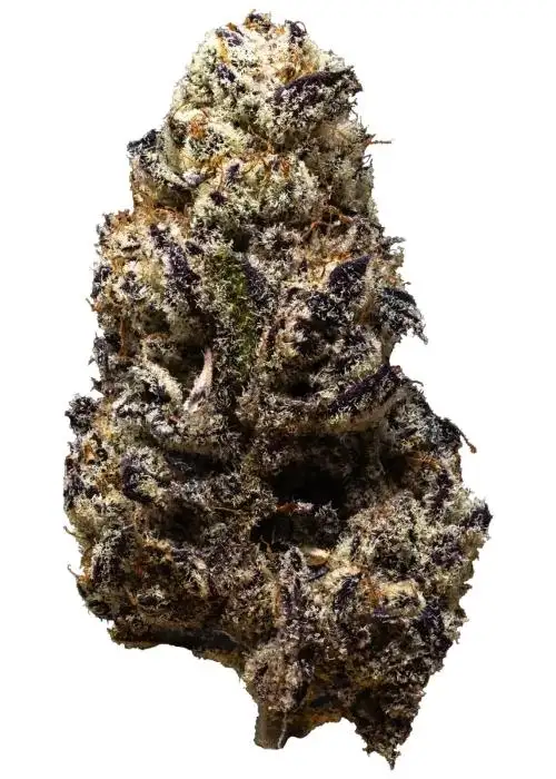 Black truffle