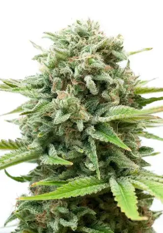 Strawberry Banana