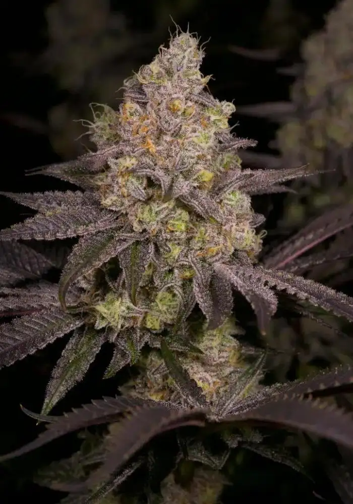 Dark Rainbow #11 S1 aka DR11