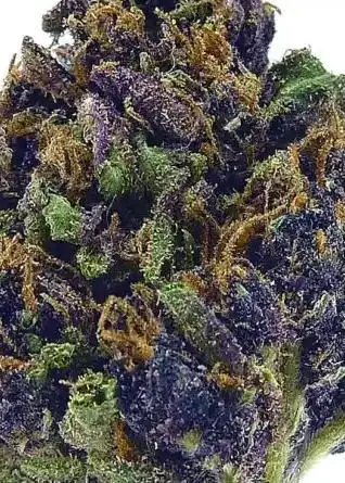 Blood Orange Tangie