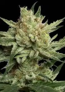 Strawberry Banana S1