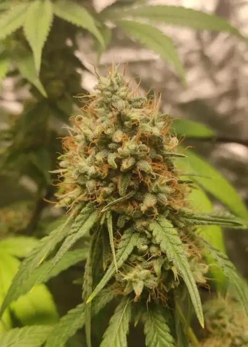 Banana OG