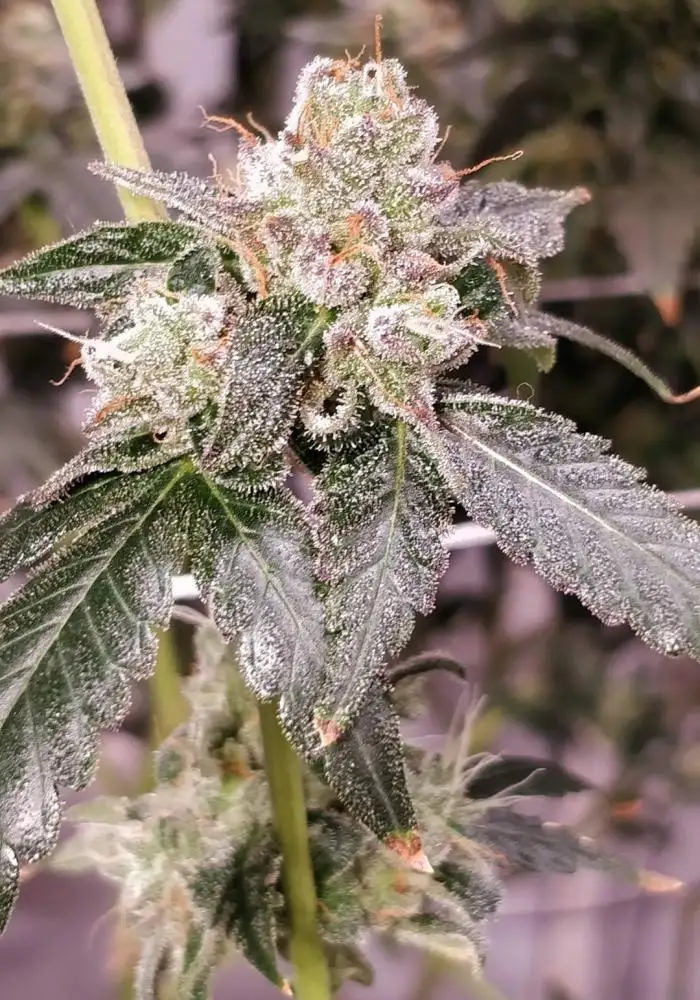 Space Runtz x Zoda Seeds by Umami Seed Co - GrowDiaries