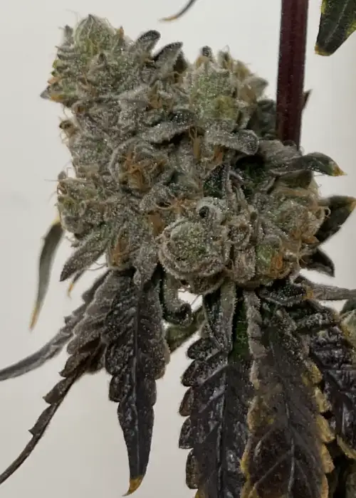 Grape Zoda