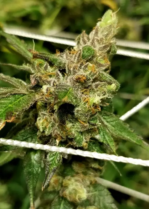 Salted Lime Sherbert