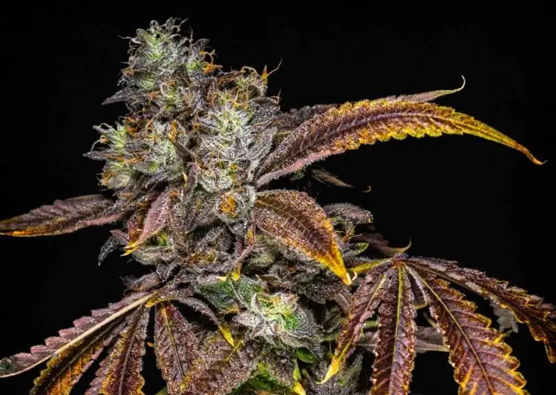 Space Runtz x Zoda Seeds by Umami Seed Co - GrowDiaries