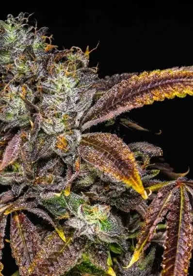 Space Runtz x Zoda Cannabis Strain Information - GrowDiar
