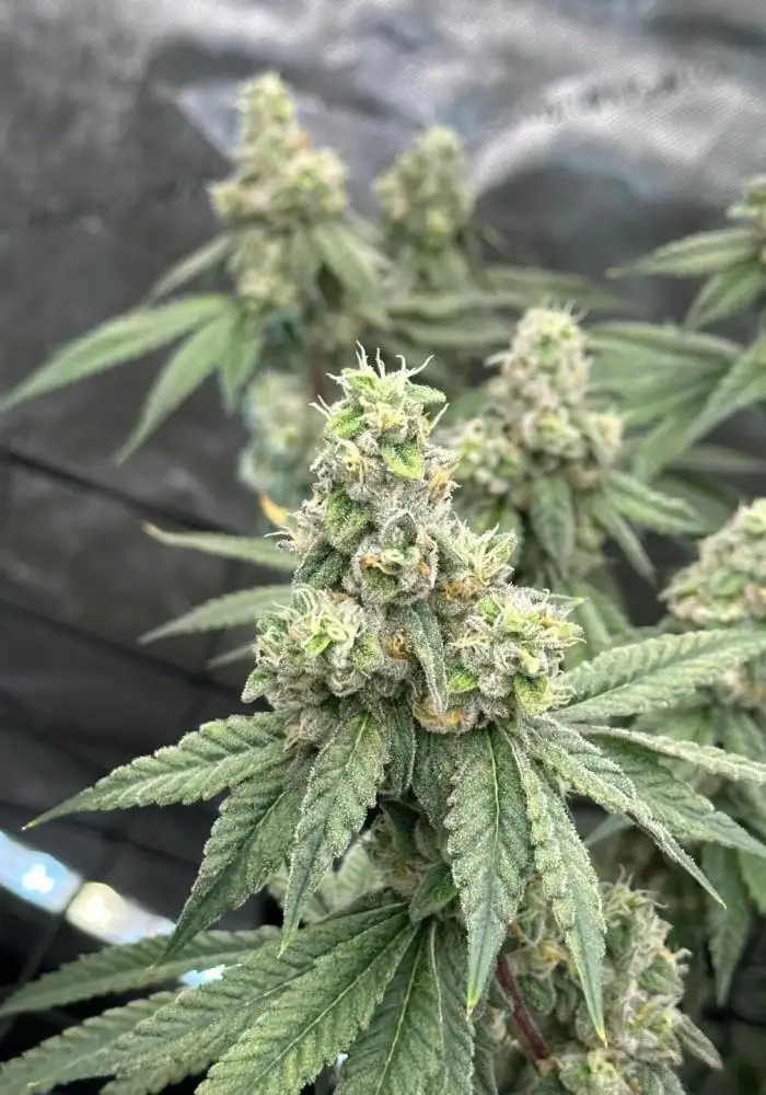 Sour Diesel x Zoda