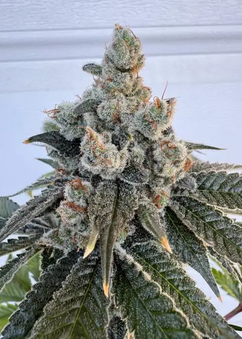 Hood Legend OG