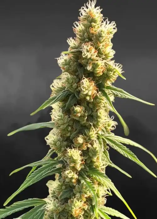 Iceberg Haze