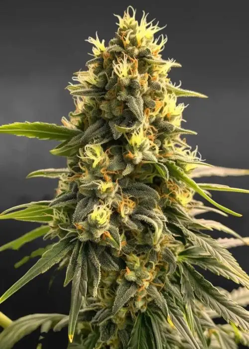 Amnesia Auto