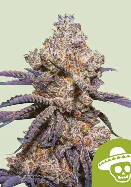 Mexican Rush Auto