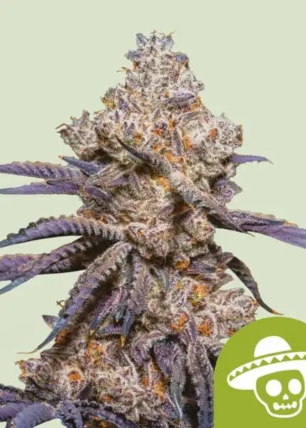 Mexican Rush Auto